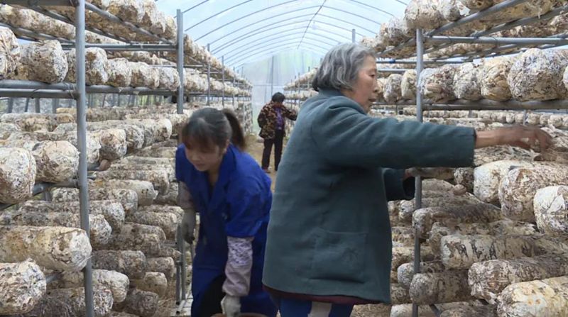 谭山镇贾坑村香菇基地